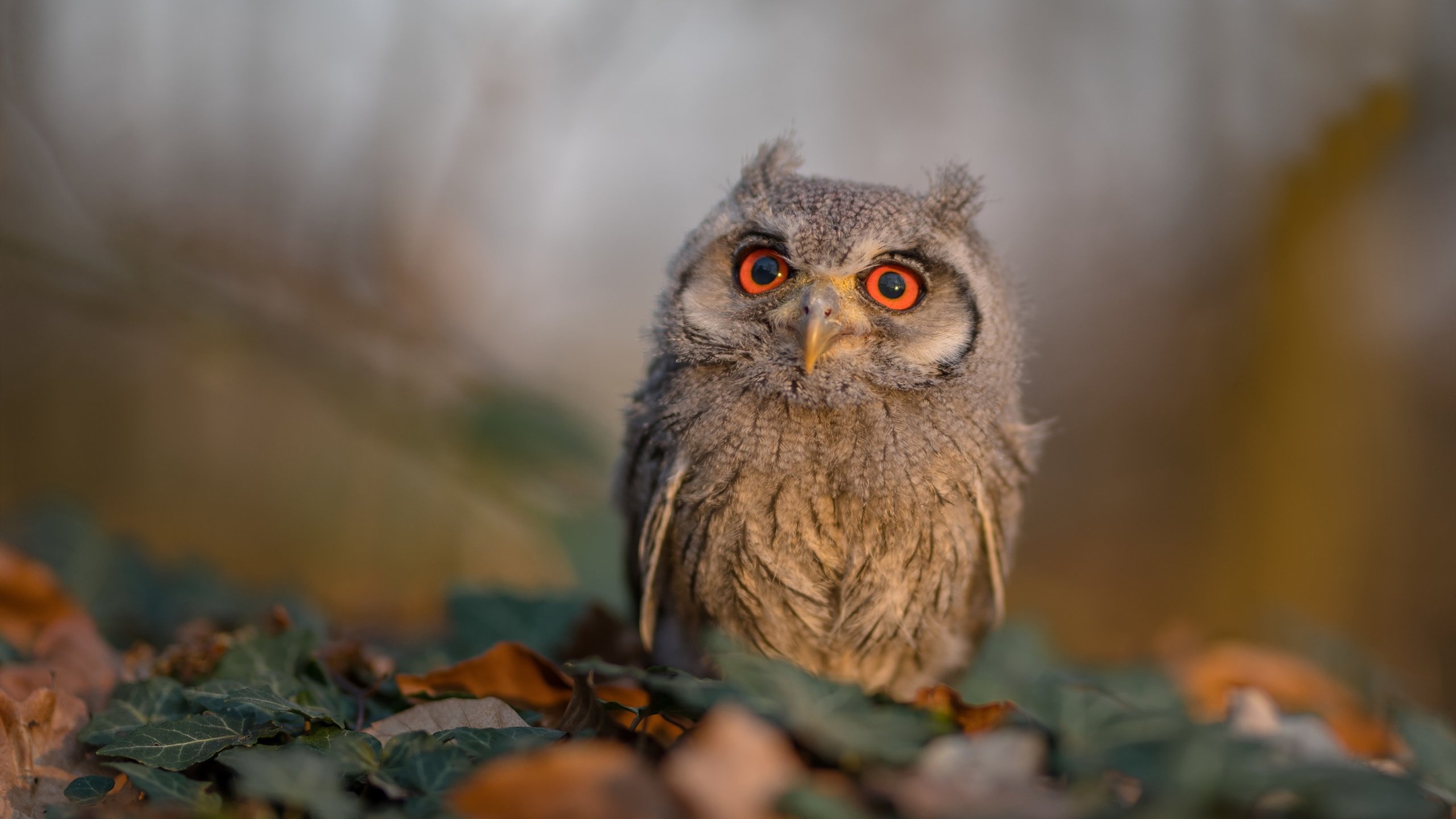 末节狂轰21分+死亡封盖，恩比德50分高光背后的数学，尼克斯如何用4-1淘汰雄鹿