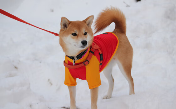 新火炬灼伤旧王朝,切特用一场完美定义未来