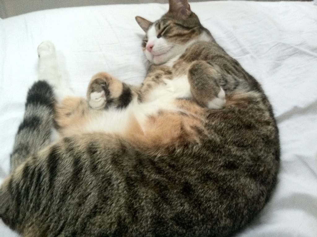 跨越时空的体育对话，老鹰的窒息封印与乔治的圣西罗之光